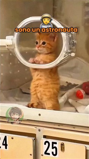 Vita da gatti 🐱 EP. 129