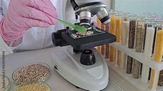 Examining seeds under a microscope in a laboratory setting to study their properties and characteristics