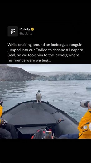 Pubity on Instagram: "Leopard seals are one of the primary predators of penguins, using their speed and agility in the water to hunt them. Penguins often try to evade leopard seals by leaping onto ice floes or staying in large groups to reduce the risk of being singled out. Leopard seals typically wait near the edges of ice or underwater to ambush unsuspecting penguins as they enter or exit the water. 🐧 (Vladimir Seliverstov via ViralHog)"