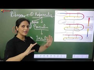 Insulin structure, synthesis, Secretion and Metabolism ( English)