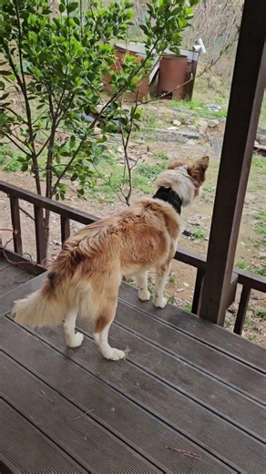 my dogs playing this afternoon in the back yard