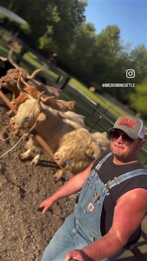 Ohno ™️ The Legacy Herd™️ Rocking L Ranch - Forever Residence Micro Miniature Scottish Highland Cattle. The Legacy Herd - The Only True Cattle Herd Like It….Anywhere! Tip For Buyers : Ask for a photo line up to support any claims. High % Of Fakes, Knock Offs, Imposters. (Horn Length Indicates Age Height Ask AI = Real Mini Highland) Show Us Your Cows! microminicattle.com Rocking L Ranch #micro #miniature #highland #cattle #sustainability