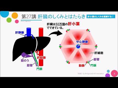 【高校講座 生物基礎】第27講「肝臓のつくりとはたらき」