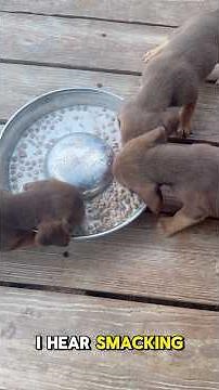 🐶 5-week-old Beagle pups learning to eat on their own! 🥣💕