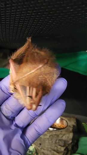 𝐒𝐚𝐯𝐞 𝐭𝐡𝐞 𝐟𝐮𝐫𝐫𝐲 𝐥𝐞𝐚𝐯𝐞𝐬! We just had to share Agave in his full-on leaf stealth mode! (That's the scientific name for it, you know 😉) To roost more safely, a red bat curls into his butt blanket (aka, tail membrane) and tucks his wings and head in tightly. To finish off the camouflage, he hangs from one leg. This stance makes red bats appear superficially like a dead or fall leaf and helps to hide them from daytime predators like blue jays and crows. Your donations help us save, 