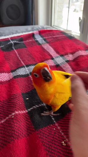 Teaching Bird Tricks: What Other Tricks Can You Learn?