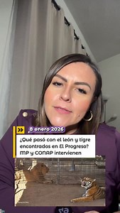 ¿Qué pasó con el león y tigre encontrados en El Progreso? MP y CONAP intervienen | Diana Alonzo GT
