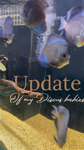 Update of my Discus Babies ❤️ | Discus Fish Tank | Fish Aquarium #discus #fish #exoticaquariumfish