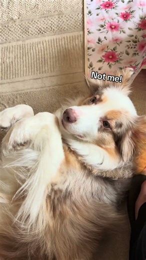 My dog makes the rules! 🤭