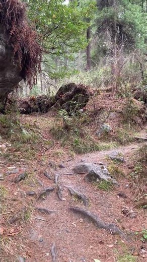 Bhutan Forest Peaceful Walk 🇧🇹 🌿 Relaxing Nature #naturesounds #bhutannature