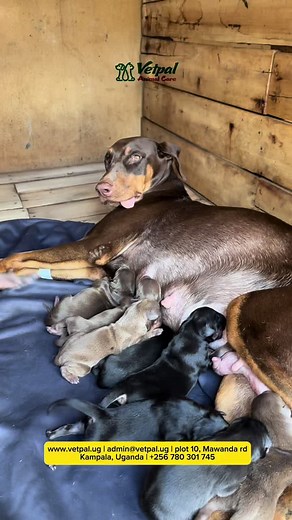 Caesarean section in a dog