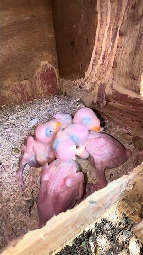 breeding pair of Indian Ringnecks Watch their four little chicks grow #indianringneckparrot #parrot