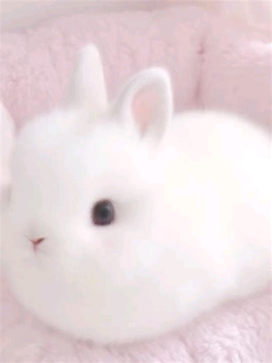 they frog we bunni 😳 #bunni #bunny #swag #teenagegirl #fyp