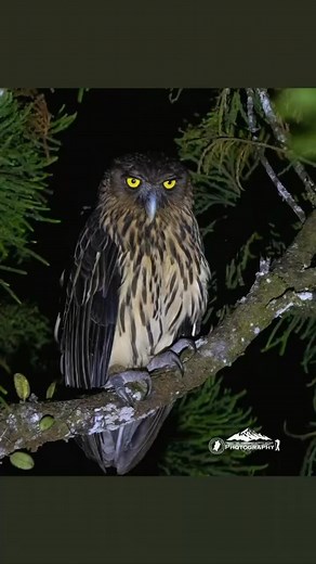 PHILIPPINE EAGLE OWL SPOTTED 🦉A Philippine Eagle Owl (Bubo philippensis), the country’s largest and one of its rarest owl species, was recently spotted at an elevation of around 1,400 meters in the peak area of Pasonanca Natural Park.The sighting, which occurred on January 21, took place in the dense forests of the ASEAN Heritage Park—highlighting the area’s ecological significance as a refuge for vulnerable wildlife.📸 Mantuon Campaner Jay Paul/Facebook/via SunStar Davao Negrosanon Stories | N