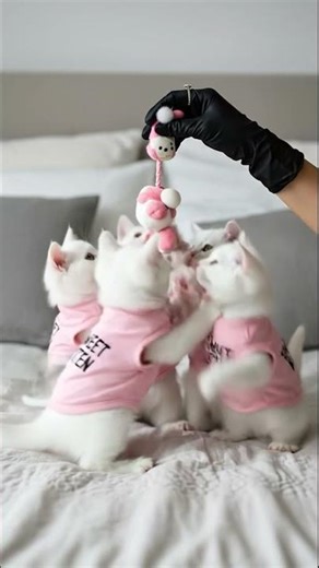 Cute Baby Kittens Playing on Bed 🐾 | Sweet Kitten Meow Meow Video 4K