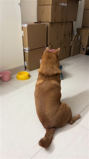 Chó có bụng to nhưng chủ nói 'không để bụng' - clip đáng yêu