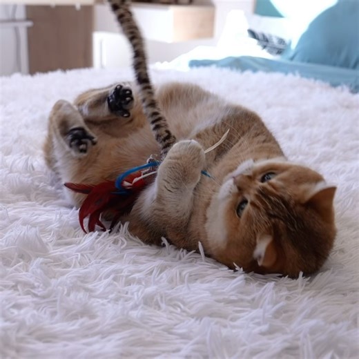 15K views · 2.1K reactions | I’m hunting a leopard python  | Hosico Cat | Facebook