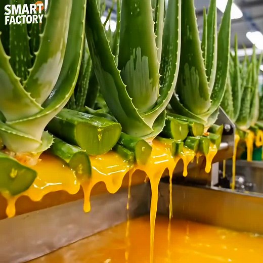 Inside an Aloe Vera Gel Factory: A Behind the Scenes Tour