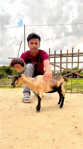 Remote control Goat unboxing & tasing