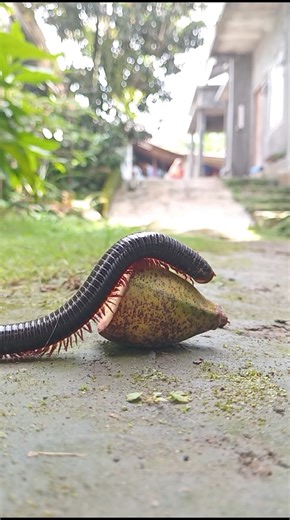 millipedes prey on fresh banana fruit #shortvideo #animals #firalshorts