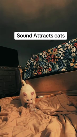 Marshmallow (@click.or.pass)’s video of sound that attracts cats