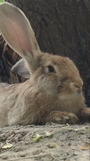 German Flemish Giant Rabbit | Rabbit Farming