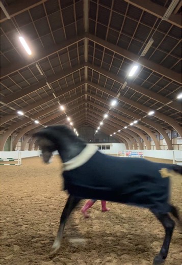 Miljöträning för djur: Kritiskt perspektiv pt. 2