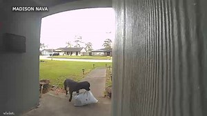 A bad boy: Dog steals package off porch in Woodforest area after snooping around 3 times