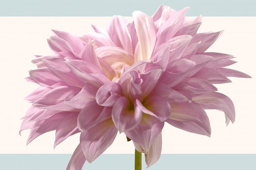 What's the Key to Healthy Aging? Good Living