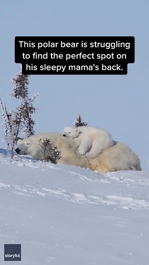 Adorable Baby Polar Bear Snuggles with Mom