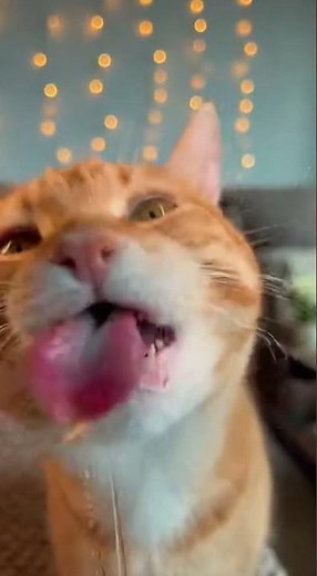 Ultimate Cat Lick Asmr
