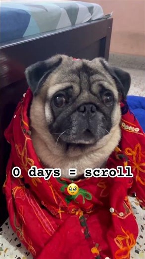 Hello I’m Kaju…But How Kaju?😜💝 #shorts #trending #frenchie #pug #dog #subscribe #ytshorts #viral