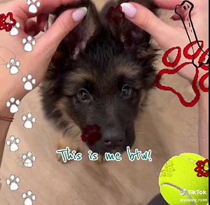 Im just a puppy :3 #puppy #fyp #pupplay #petregression #puppyboy | puppy regression