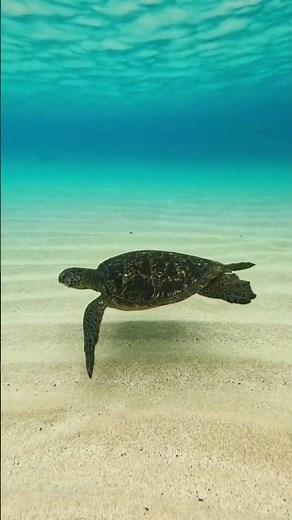 Sea Turtle Swimming Slowly Underwater | Peaceful Ocean Wildlife