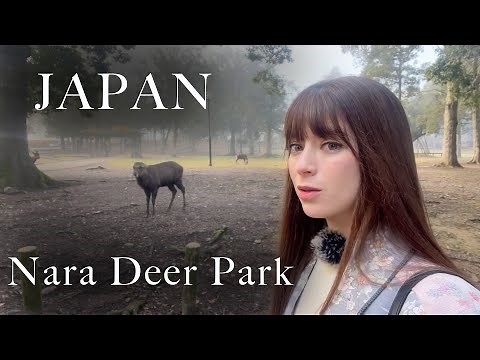 Exploring Nara Park in the early morning. The beauty of Japan