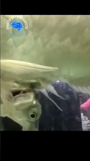 Gjërat që Do t’i Shikoni për Herë të Parë në Jetën Tuaj • Fakte Interesante #memes #fishing #funny