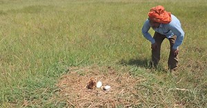 How UP’s Farmers Are Reviving the Population of the World’s Tallest Flying Bird