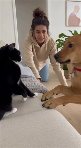 Welcome to Animal Lover 🐾❤️ Get ready for the most hilarious and adorable dog vs cat fight ever! 😹🐕 Watch these two furry friends play, tease, and make you laugh with their funny reactions. From barking battles to cute cat punches — this video is full of fun and love! 👉 Don’t forget to Like, Share & Subscribe for more funny pet videos every day! 📢 Stay tuned with Animal Lover for daily cute and funny animal moments! | Funny cats Movments