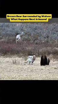 Brown Bear Surrounded by Wolves… What Happens Next Is Insane! 😱🐻🐺