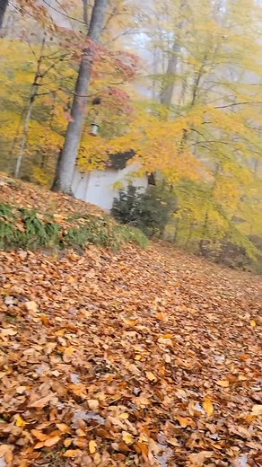 A beautiful fall morning.🐾🍂🍁 #Reedus #Fall #SaturdayMorning | Marietta Davis