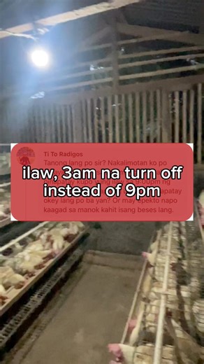 18K views · 172 reactions | Forgetting to turn off artificial lighting of layer chicken #poultryfarming #layerchicken #RTLchicken | Dodong King | Facebook