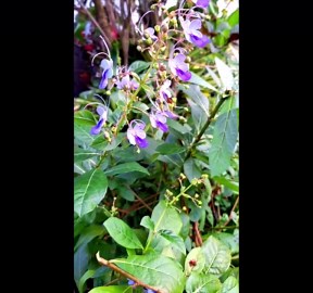 Clerodendrum Ugandense Blue Butterfly 14-inch Florida Grown Tropical Plant - Etsy