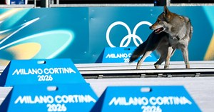 Invasione alle Olimpiadi, un cane lupo interrompe le qualifiche dello sci di fondo