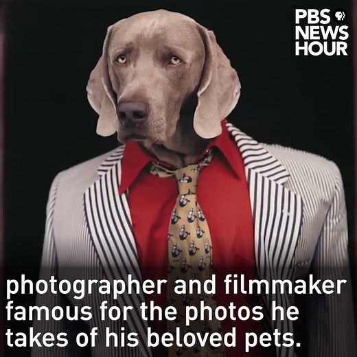 William Wegman's photographs of his beloved Weimaraner dogs are funny, beautiful, mysterious and always original. They've been gracing books, magazines and museum walls for decades. | PBS NewsHour