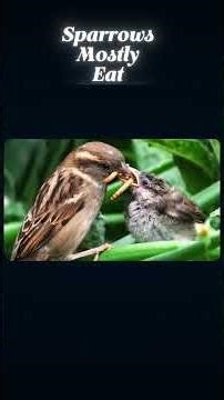 How One Simple Policy K*lled 45 Million Chinese: Mao Zedong's Four Pests