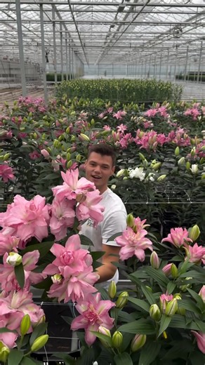 At Bredefleur we had a new project! Testing all kind of new double lilies😍. Levi and Ruben Evers of Bredefleur showing you these beauties! Do you like them? Which one should we take in their program? #lily #lilies | Bredefleur