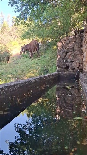 Çeşme Başı Otlayan İnekler/Cows grazing by the fountain..🏔️💧 #shorts#naturelovers#cowlife#rurallife#