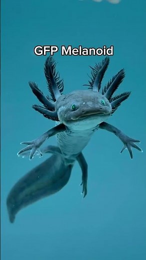 Axolotl for sale