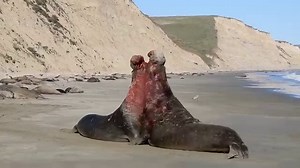 ❤Happy Valentine’s Day! ❤ We hope you spend it with a special someone, or 50 special someones if you’re a male elephant seal! Hey, we don’t judge. Older males will fight with one another to protect and mate with a group of females, or harem. One alpha male may mate with 30-50 females in a breeding season! Those who lose the fights may seek a “bachelor beach” where they are away from the action. Better luck next year, bud! NPS Video. NMFS Permit Number 21425. Video description: Two large, bloody 