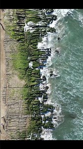 Why Mangroves Are Nature’s Living Sea Walls 🌊🌳 #Shorts